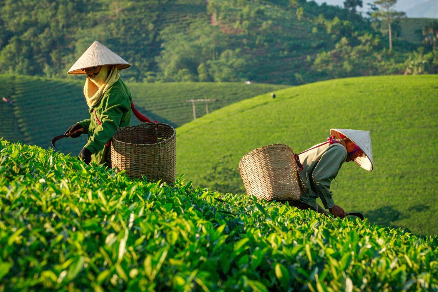 Fuller Farming